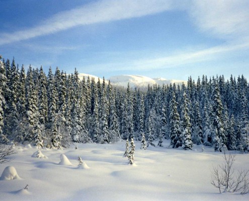 Vinter ved Stemmetjønn